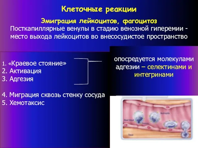 Клеточные реакции Эмиграция лейкоцитов, фагоцитоз Посткапиллярные венулы в стадию венозной гиперемии -