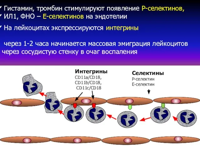 Селектины Р-селектин Е-селектин Интегрины CD11a/CD18, CD11b/CD18, CD11c/CD18 Гистамин, тромбин стимулируют появление Р-селектинов,