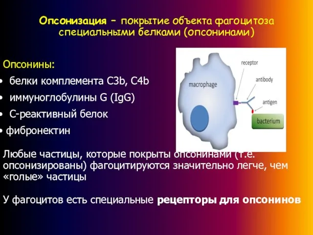 Опсонизация – покрытие объекта фагоцитоза специальными белками (опсонинами) Опсонины: белки комплемента С3b,