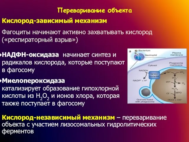 Переваривание объекта Кислород-зависимый механизм Фагоциты начинают активно захватывать кислород («респираторный взрыв») НАДФН-оксидаза