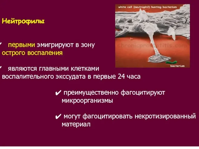 Нейтрофилы первыми эмигрируют в зону острого воспаления являются главными клетками воспалительного экссудата