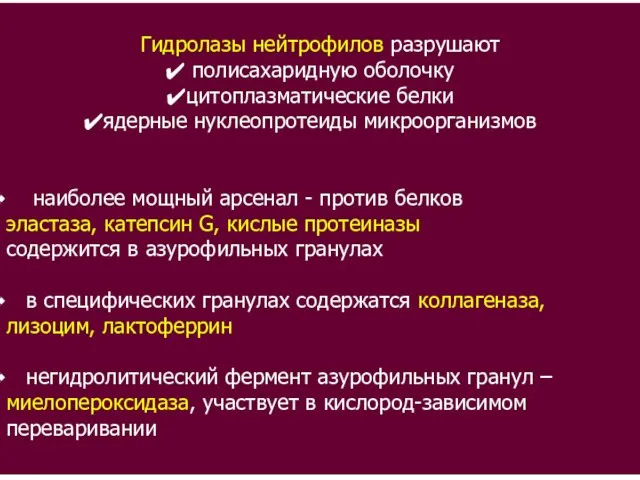 Гидролазы нейтрофилов разрушают полисахаридную оболочку цитоплазматические белки ядерные нуклеопротеиды микроорганизмов наиболее мощный