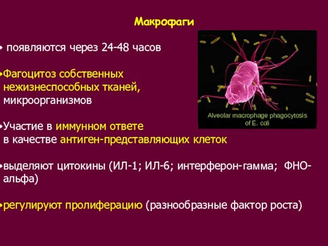 Макрофаги появляются через 24-48 часов Фагоцитоз собственных нежизнеспособных тканей, микроорганизмов Участие в