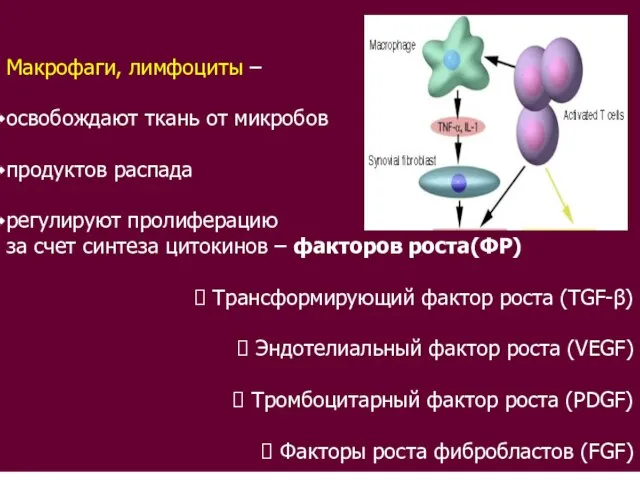 Макрофаги, лимфоциты – освобождают ткань от микробов продуктов распада регулируют пролиферацию за