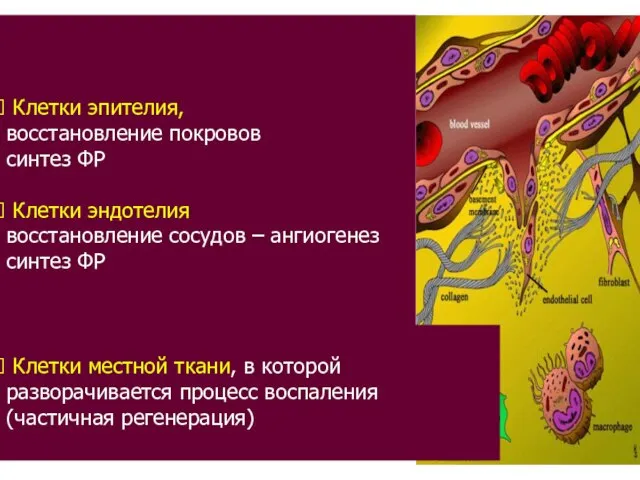 Клетки эпителия, восстановление покровов синтез ФР Клетки эндотелия восстановление сосудов – ангиогенез