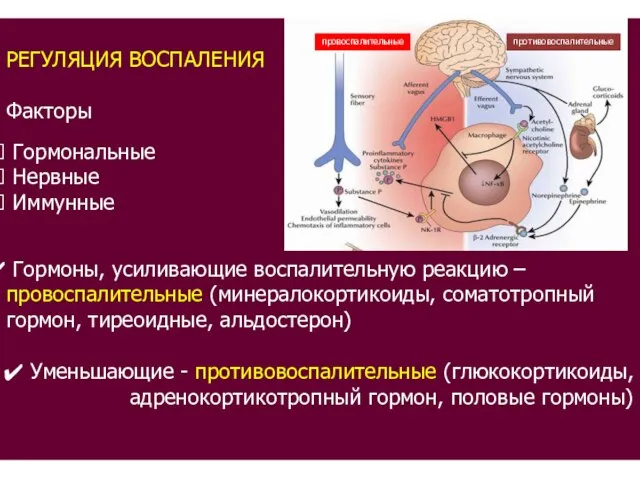 РЕГУЛЯЦИЯ ВОСПАЛЕНИЯ Факторы Гормональные Нервные Иммунные Гормоны, усиливающие воспалительную реакцию – провоспалительные