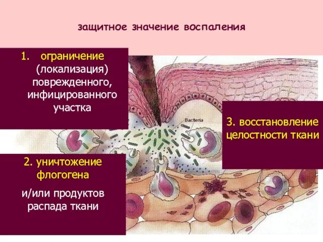 защитное значение воспаления 2. уничтожение флогогена и/или продуктов распада ткани ограничение (локализация)