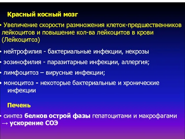 Красный косный мозг Увеличение скорости размножения клеток-предшественников лейкоцитов и повышение кол-ва лейкоцитов