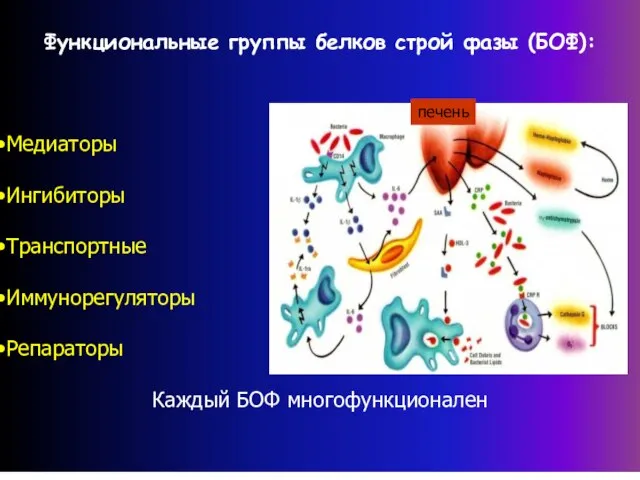Функциональные группы белков строй фазы (БОФ): Медиаторы Ингибиторы Транспортные Иммунорегуляторы Репараторы Каждый БОФ многофункционален печень
