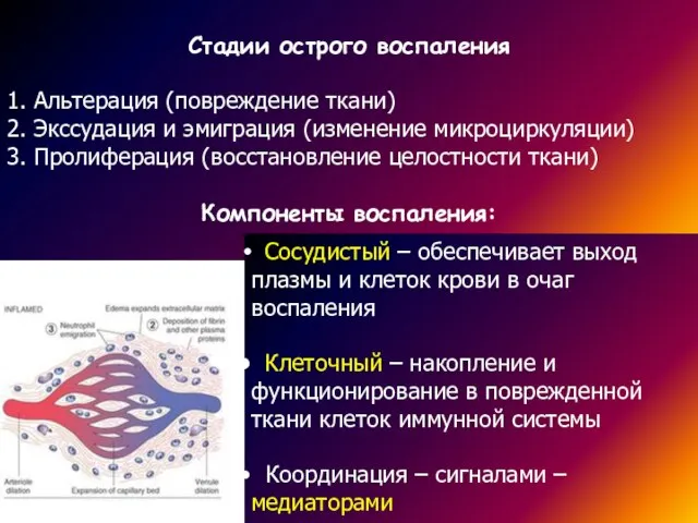 Стадии острого воспаления 1. Альтерация (повреждение ткани) 2. Экссудация и эмиграция (изменение