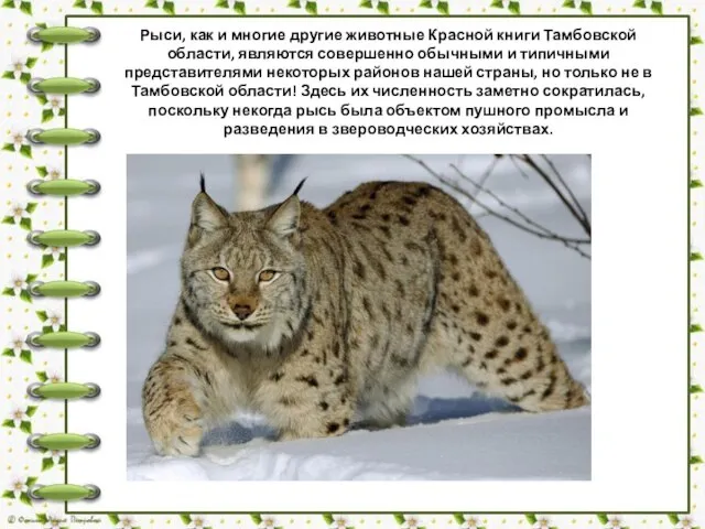 Рыси, как и многие другие животные Красной книги Тамбовской области, являются совершенно