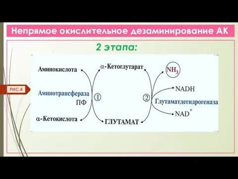 Непрямое окислительное дезаминирование АК 2 этапа: РИС.4