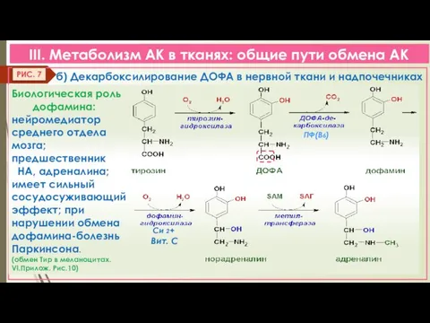 III. Метаболизм АК в тканях: общие пути обмена АК б) Декарбоксилирование ДОФА