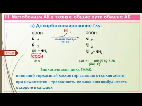 III. Метаболизм АК в тканях: общие пути обмена АК в) Декарбоксилирование Глу: