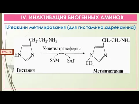 IV. ИНАКТИВАЦИЯ БИОГЕННЫХ АМИНОВ I.Реакции метилирования (для гистамина,адреналина) РИС.10