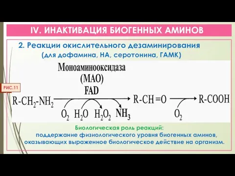 IV. ИНАКТИВАЦИЯ БИОГЕННЫХ АМИНОВ 2. Реакции окислительного дезаминирования (для дофамина, НА, серотонина,