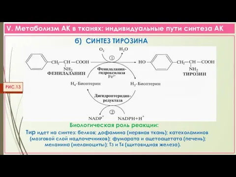 V. Метаболизм АК в тканях: индивидуальные пути синтеза АК РИС.13 б) СИНТЕЗ