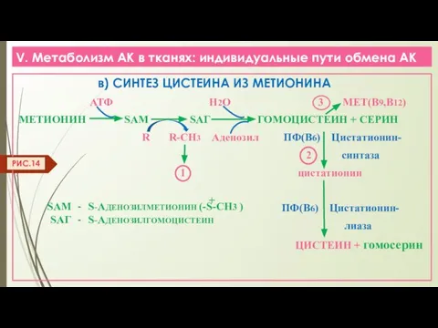 V. Метаболизм АК в тканях: индивидуальные пути обмена АК в) СИНТЕЗ ЦИСТЕИНА