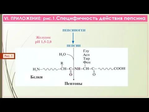 VI. ПРИЛОЖЕНИЕ: рис.1.Специфичность действия пепсина ПЕПСИНОГЕН ПЕПСИН Рис. 1 Пептоны Белки Желудок рН 1,5-2,0