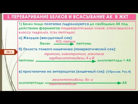 I. ПЕРЕВАРИВАНИЕ БЕЛКОВ И ВСАСЫВАНИЕ АК В ЖКТ 1) Белки пищи поэтапно