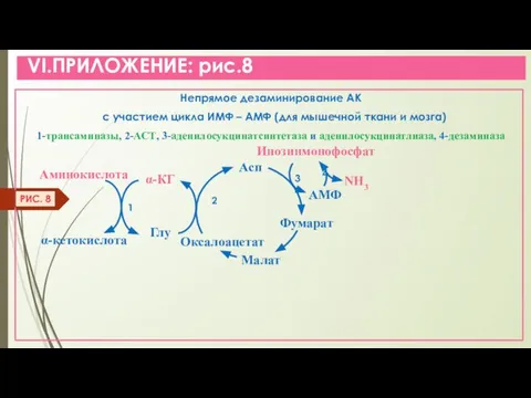 VI.ПРИЛОЖЕНИЕ: рис.8 Непрямое дезаминирование АК с участием цикла ИМФ – АМФ (для