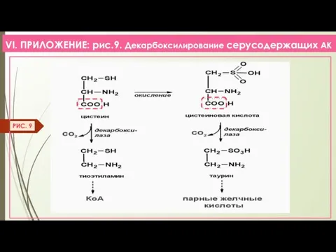 VI. ПРИЛОЖЕНИЕ: рис.9. Декарбоксилирование серусодержащих АК РИС. 9