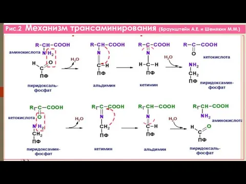 Рис.2 Механизм трансаминирования (Браунштейн А.Е. и Шемякин М.М.)