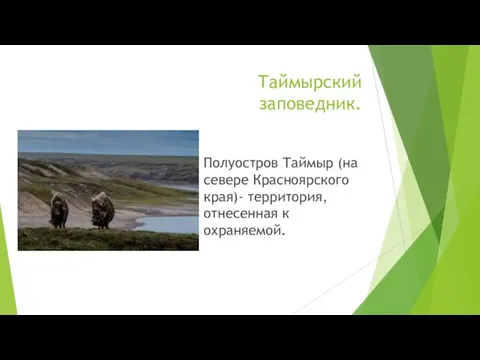 Таймырский заповедник. Полуостров Таймыр (на севере Красноярского края)- территория, отнесенная к охраняемой.