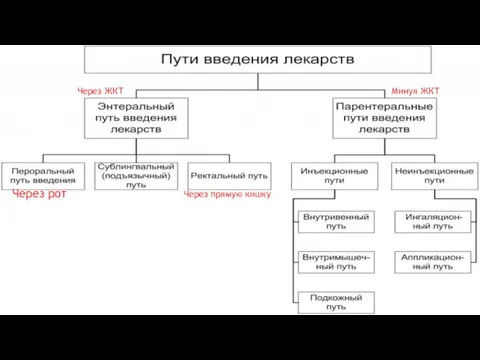 Через ЖКТ Минуя ЖКТ Через рот Через прямую кишку