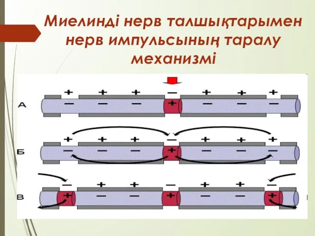 Миелинді нерв талшықтарымен нерв импульсының таралу механизмі