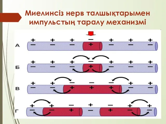 Миелинсіз нерв талшықтарымен импульстың таралу механизмі