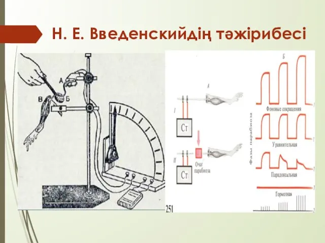 Н. Е. Введенскийдің тәжірибесі