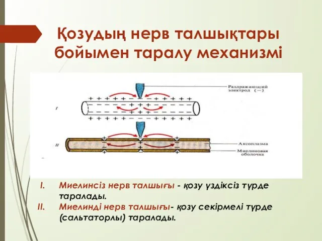 Қозудың нерв талшықтары бойымен таралу механизмі Миелинсіз нерв талшығы - қозу үздіксіз