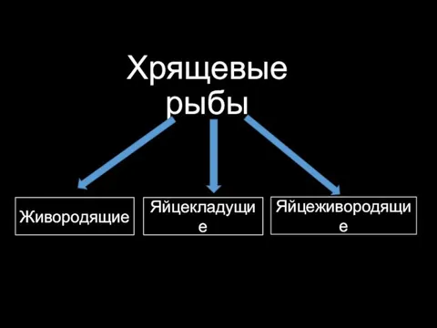 Хрящевые рыбы Живородящие Яйцеживородящие Яйцекладущие