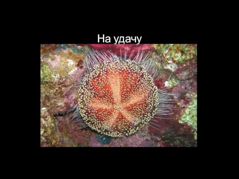 На удачу