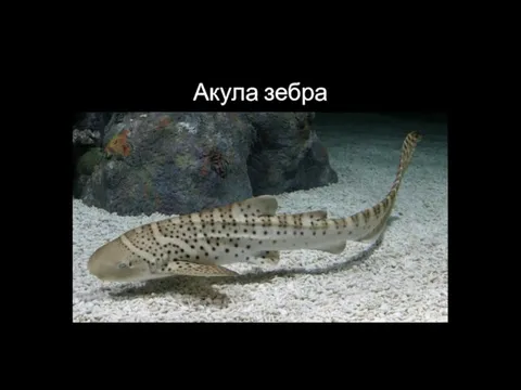 Акула зебра