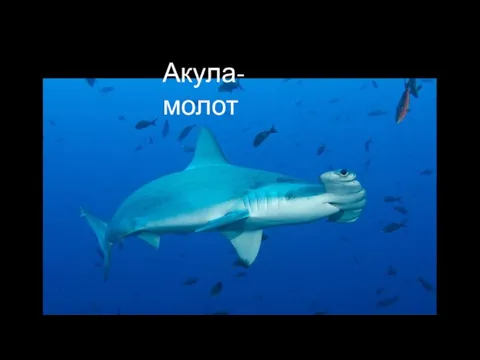 Акула-молот