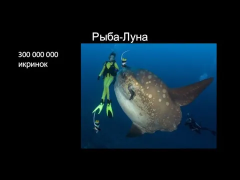 Рыба-Луна 300 000 000 икринок