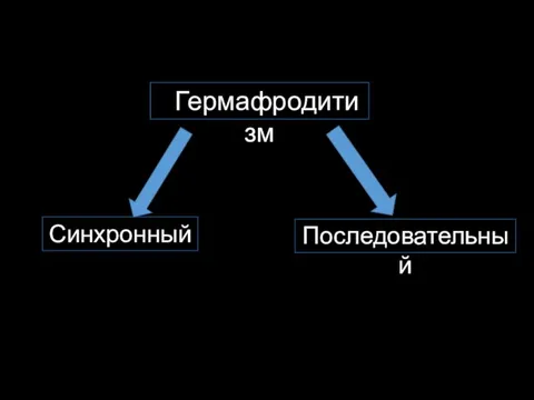 ГГермафродитизм Последовательный Синхронный