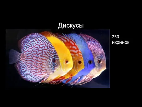 Дискусы 250 икринок