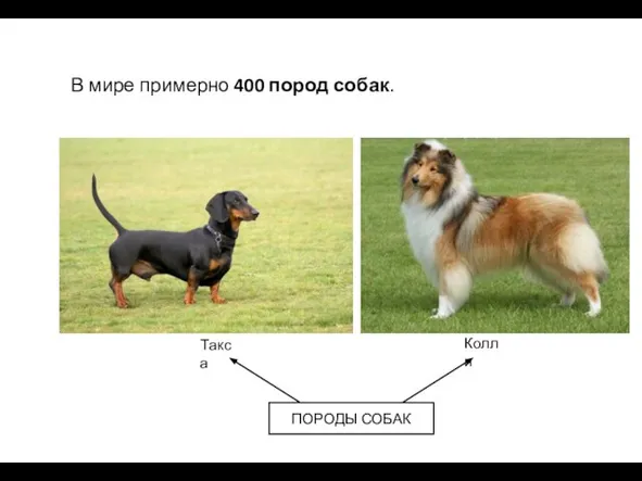 В мире примерно 400 пород собак. Такса Колли ПОРОДЫ СОБАК