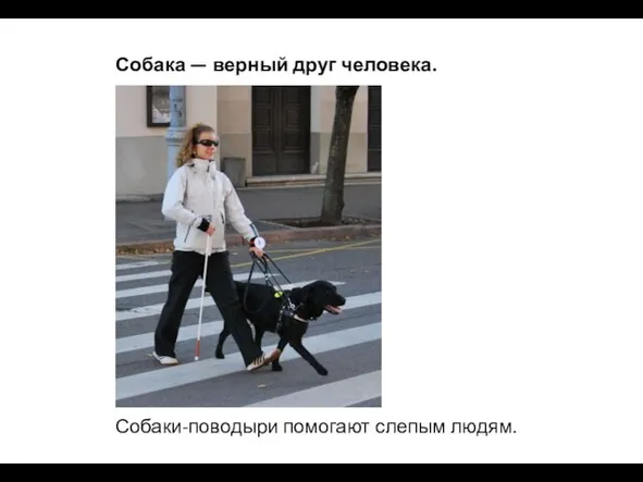 Собака — верный друг человека. Собаки-поводыри помогают слепым людям.
