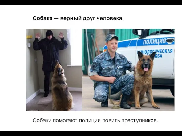 Собака — верный друг человека. Собаки помогают полиции ловить преступников.