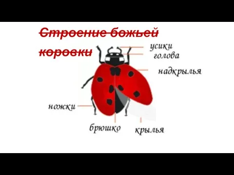 Строение божьей коровки