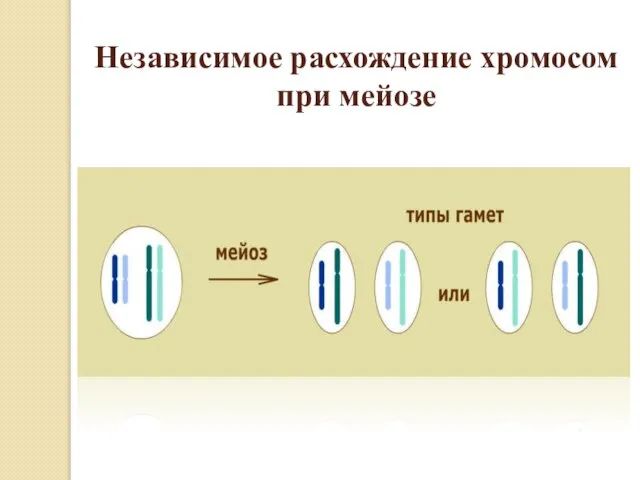 Независимое расхождение хромосом при мейозе