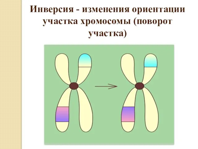 Инверсия - изменения ориентации участка хромосомы (поворот участка)