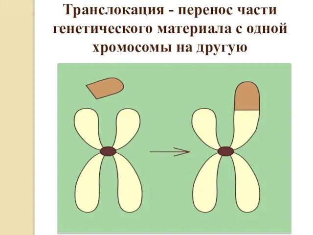 Транслокация - перенос части генетического материала с одной хромосомы на другую