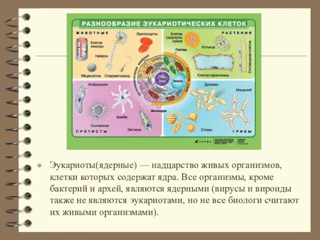 Эукариоты(ядерные) — надцарство живых организмов, клетки которых содержат ядра. Все организмы, кроме