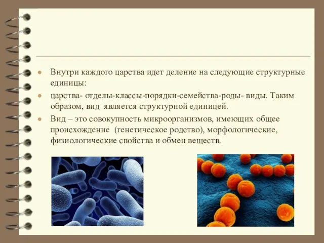 Внутри каждого царства идет деление на следующие структурные единицы: царства- отделы-классы-порядки-семейства-роды- виды.