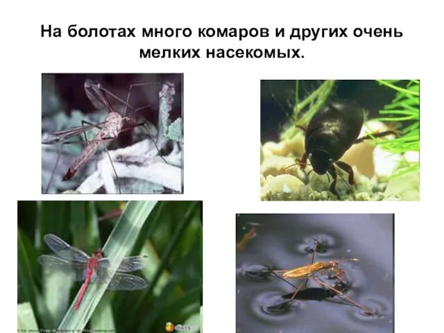 На болотах много комаров и других очень мелких насекомых.